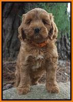 Cookie Benz pups 7 wks old 231