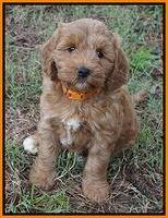 Cookie Benz pups 7 wks old 261