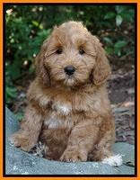 Prim Benz pups 8 wks old 21