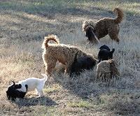 Dancer Bailey puppies 6 weeks old playtime 002
