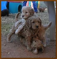 Dancer Bailey puppies 6 weeks old playtime 035