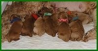 Dancer Ripley puppies newborn group 001