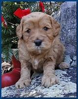 Dancer Ripley puppies 4 weeks old 010