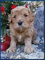 Dancer Ripley puppies 4 weeks old 011