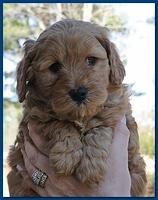Dancer Ripley puppies 6 weeks old 029