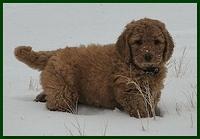 Dancer Bailey puppies 7 weeks snow 002