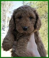 Dancer Ripley puppies 6 weeks old 028