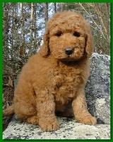 Dancer Ripley puppies 8 weeks old gr and purp 004