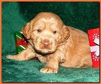 Dancer Ripley puppies 3 weeks old 087