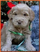 Dancer Ripley puppies 4 weeks old 032