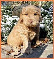 Dancer Ripley puppies 5 weeks old 017