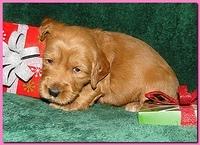 Dancer Ripley puppies 3 weeks old 097