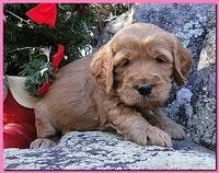 Dancer Ripley puppies 4 weeks old 051