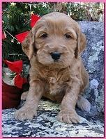 Dancer Ripley puppies 4 weeks old 076