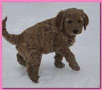 Snow day Jan 2011 026