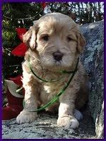 Dancer Ripley puppies 4 weeks old 061