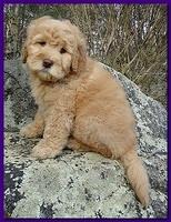 Dancer Ripley puppies 8 weeks old gr and purp 008