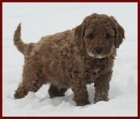 Dancer Bailey puppies 7 weeks snow 003