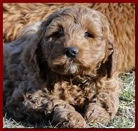 outside 8-9 weeks old play time 010