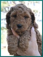 Dancer Bailey puppies 6 weeks old playtime 013