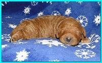Dancer Ripley puppies 1 week old 038