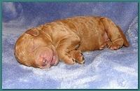 Dancer Ripley pups 4 days old 040