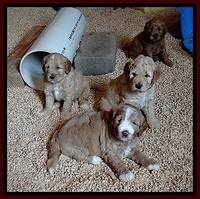 DT pups 4.5 wks old group 1