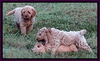 DT pups 6.5 wks old playing 1