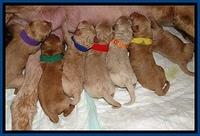 DT pups newborn 1