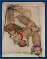 DT pups newborn 5