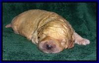 DT pups 1 wk old 2