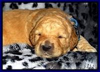 DT pups 2 wks old 1