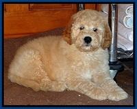 DT pups 8 wks old 7