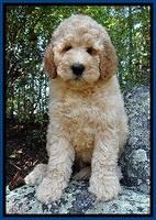 DT pups 8 wks old 9