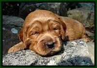 DT pups 3 wks old 17