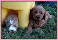 DT pups 6 wks old 32