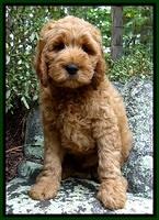 DT pups 8 wks old 175