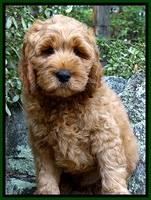 DT pups 8 wks old 275