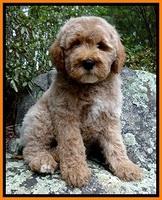 Versnick family: "Watson"