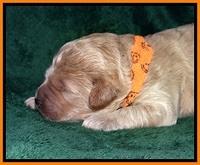 DT pups 1 wk old 15