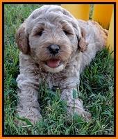 DT pups 6 wks old 12