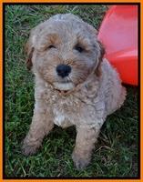 DT pups 7.5 wks old 51