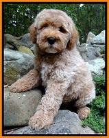 DT pups 8 wks old 350 (2)