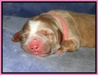 DT pups 1 day old 5