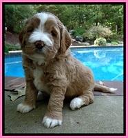 DT pups 4 wks old 5