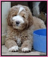 DT pups 8.5 wks old 5