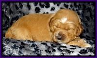 DT pups 2 wks old 22