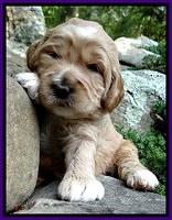 DT pups 3 wks old 21