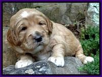 DT pups 3 wks old 22