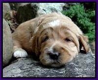 DT pups 3 wks old 23